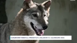 CARABINIERI FORESTALI, PRESENTATI IL BILANCIO E IL CALENDARIO 2026