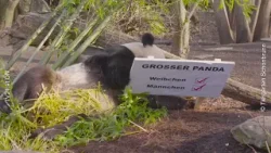 Vom Chamäleon bis zum Panda Inventur im Tiergarten Schönbrunn