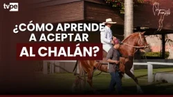 Así es el proceso para que un caballo peruano de paso acepte a su jinete