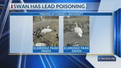 Eldridge Park swan has lead poisoning, taken to Cornell