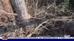 E'TG Sera 02/02/2026