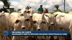 Melhoramento genético impulsiona qualidade e produtividade da carne
