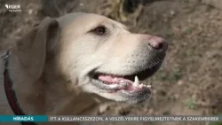 Kullancsszezon: Emberek és állatok szempontjából is fontos a felkészülés - 2026.03.18.