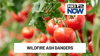 Wildfire ash can contaminate your garden vegetables
