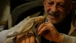 Çka duhet të dijmë për kujdesin ndaj shpezëve gjatë dimrit?