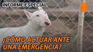 Potentially Dangerous Dogs: What to Do During an Attack and How to Prevent Further Tragedy