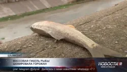 Массовая гибель рыбы в Бадаме шокировала горожан