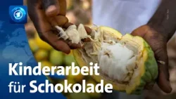 Kakaoproduktion in der Elfenbeinküste