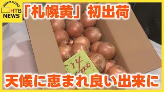 札幌伝統のタマネギ「札幌黄」初出荷　天候に恵まれ良い出来に　収穫量も増加　北海道
