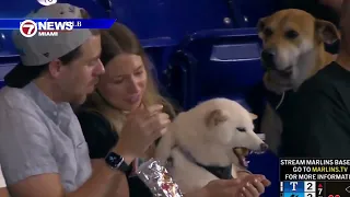 Viral 'Sad Dog' Jonah, Who Watched Another Pup Eat a Hot Dog, Gets Dream VIP Day at loanDepot Park