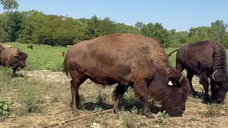 Rancher says trade war could push people to buy local