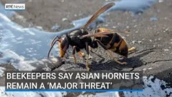 Beekeepers say Asian hornets remain a 'major threat'