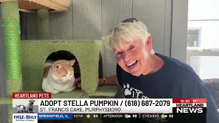 Heartland Pets feat. Stella Pumpkin on 7/10