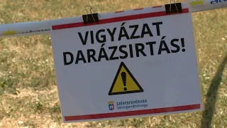 Vigyázzunk a darazsakkal!