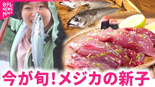 【高知】朝獲れのピチピチを刺身で！漁師が提供する"メジカの新子"　NNNセレクション
