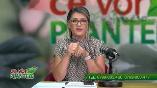 Cristina Ghibu and Horia Ghibu - How to protect grapes from wasps and flies?