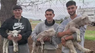 09/01 Alicia Perez sheep donation