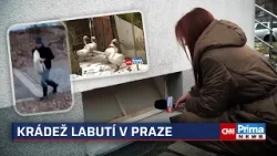 Víte, kdo já jsem? zlobil se údajný zloděj labutí. Zvířata prodává ve velkém, tvrdí svědkyně
