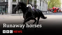 Runaway horses race through central London | BBC News