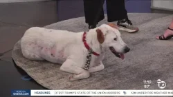 Pet of the Week: Tucker