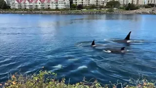 Want to see a whale? Try watching from shore
