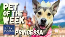 ? Pet of the Week 3/13/26 - Princessa + Spring Bark Adoption Event