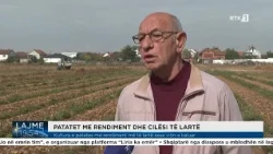 Kultura e patates me rendiment më të lartë sesa vitin e kaluar