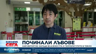 Починали лъвове: Най-вероятно заради влажността и температурите в Токио