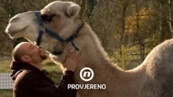 Kućica bez struje i vode, a oko nje 300 životinja: Ovo je Grgin neobičan svijet | Provjereno