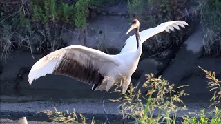 [Rare Footage] A Special Natural Monument, the Red-crowned Crane, in Osaka!? Experts Surprised by...