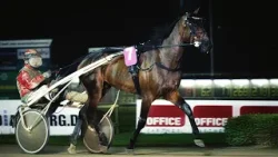 Et liv med 60 heste og 20 timers arbejdsdage – følg den 27-årige stjerne-kusk