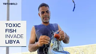 Libyan fishermen tackle toxic fish thriving in warmer waters
