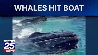 'Holy macaroni!': Cape Cod fisherman captures stunning whale encounter on camera
