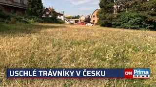 Jak ulevit trávníkům ve vedrech? Expertka varuje před sekáním, louky se těší popularitě
