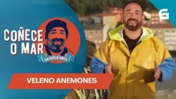 #CoñeceOMar con Rogelio Santos: Hai algún peixe en Galicia inmune ao veleno das anemones?