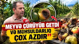 İntensiv yağışlar Qubanın alma bağlarına necə təsir edib? | APA TV