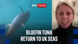'Monstrous size': Ecologist explains return of giant bluefin tuna to UK