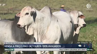 Nelore Birigui Farm Spotlight offers evaluated bulls from August 24th to 28th on Canal do Boi
