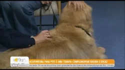 #BDCAnimal: Acupuntura para pets é uma terapia complementar segura e eficaz - 23/1/26