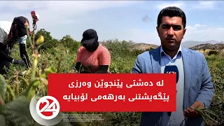 لە دەشتی پێنجوێن وەرزی پێگەیشتنی بەرهەمی لۆبیایە