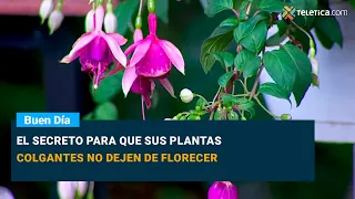 The secret to keeping your hanging plants blooming