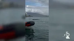 Balenottera rinvenuta senza vita nel Porto di Napoli, Regione in campo per accertamenti