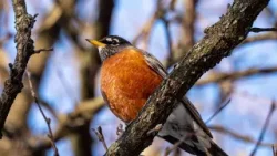 Signs of spring | PhotoLink Library