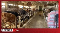 Qumështi me aflatoksinë, fabrikat ndalin grumbullimin në fermat e Fierit! Blegtori shet lopët