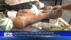 05 03 ENCUENTRAN FOSIL DE MEGATHERIUM