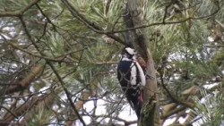 Voorjaar bij de Noord Ginkel (Natuurlijk! 23-03-2026) Voorjaar bij de Noord Ginkel (Natuurlijk! 23-03-2026)
