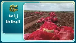 الحفاظ على زراعة البطاطا في درعا | صباح سوريا
