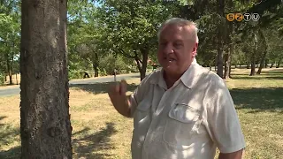A tartós szárazság minden növényt, a gyepet, a fákat is komolyan megviseli