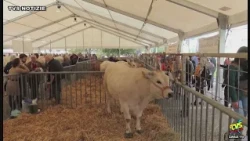 The Crucifix Fair returns to Cantù on Sunday, October 18, along with the 123rd Livestock Exhibition