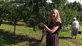 Emergency call saves Mirabelle plum harvest in Baarlo: ‘Every little bit helps’ (L1)